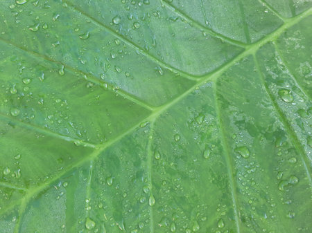 Wet Green Taro or Colocasia esculenta L. leaf pattern textureの写真素材