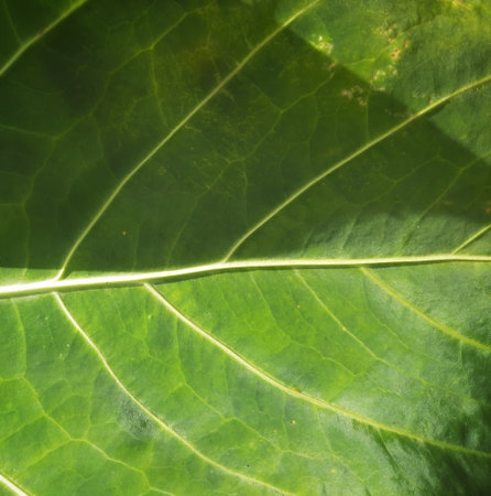 Green Leaf veins pattern textureの写真素材
