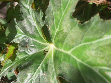 Green grey yellow abstract leaf pattern textureの写真素材