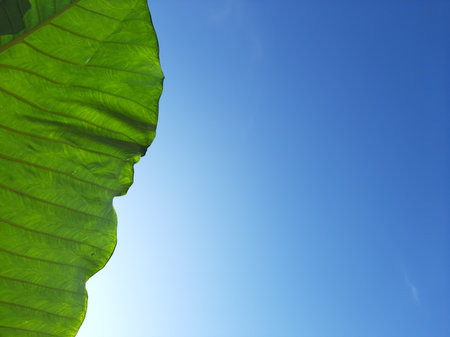 Green Taro or Colocasia esculenta L. leaf pattern textureの写真素材
