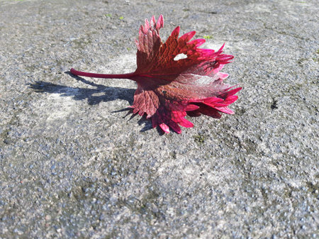 Single or one Purple fall leaf on cement texture with strong sunlightの写真素材