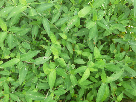 Tropical green grass or leaves textureの写真素材