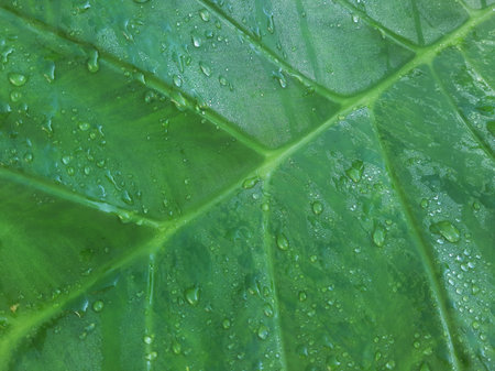 Wet Green Taro or Colocasia esculenta L. leaf pattern textureの写真素材