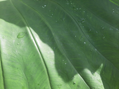 Green Taro or Colocasia esculenta L. leaf pattern texture