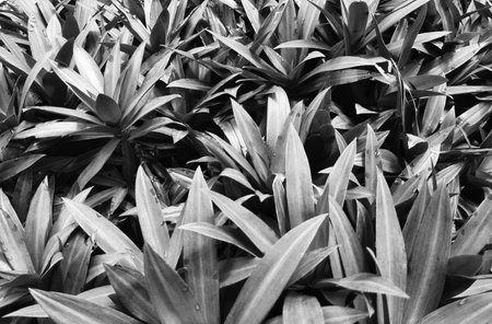 Monochrome grey Moses in the Cradle or Tradescantia spathacea or boat lily. Moses in a basket or Moses-in-the-bulrushes or oyster plant full frame close upの写真素材