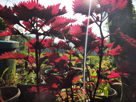 Colorful Garden flower on a sunny dayの写真素材