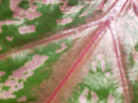 Blurred or unfocused or defocused Caladium bicolor or Fancy Leaf Caladium or Artist's pallet or Elephant's ear or Angel Wings Plant or Keladi Red Star. Beautiful green pink white spots of Caladium leaves.の写真素材