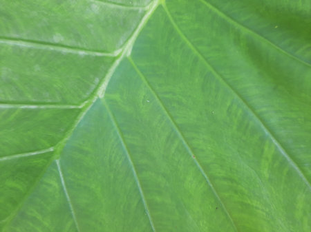 Green Taro or Colocasia esculenta L. leaf pattern textureの写真素材