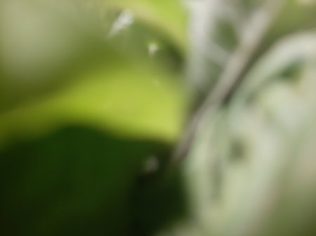 Blurred or defocused abstract green leaves backgroundの写真素材