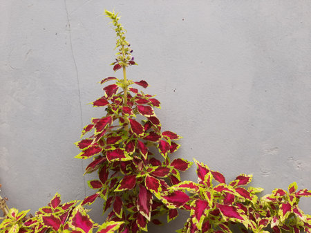 Coleus blumei or Solenostemon cultivar or Crimson Gold. Dark red or maroon or red velvety leaves edged with bright yellow and flowers on isolated grey background.の写真素材
