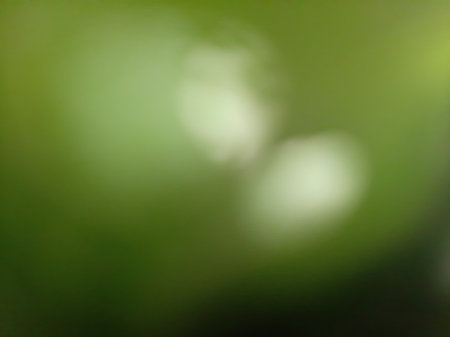 Blurred or defocused abstract green leaves backgroundの写真素材