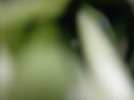 Blurred or defocused abstract green leaves backgroundの写真素材