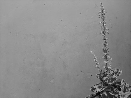 Monochrome grey Coleus blumei or Solenostemon cultivar or Crimson Gold on isolated background.の写真素材