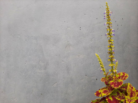 Coleus blumei or Solenostemon cultivar or Crimson Gold. Dark red or maroon or red velvety leaves edged with bright yellow and flowers on isolated grey background.の写真素材