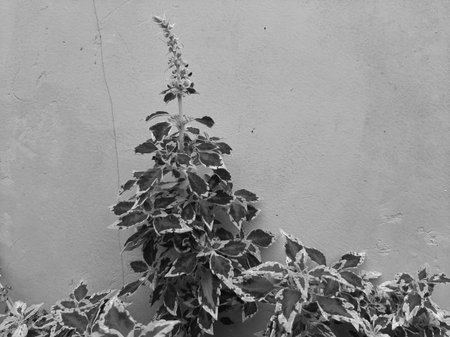 Monochrome grey Coleus blumei or Solenostemon cultivar or Crimson Gold on isolated background.の写真素材