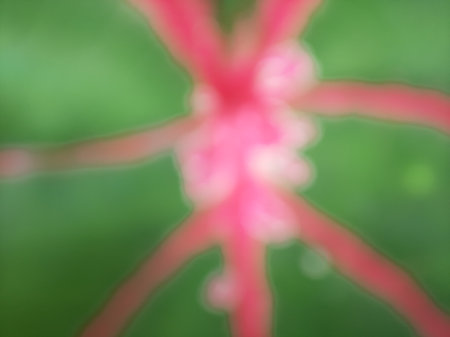 Blurry abstract green caladium bicolor leaf with pink lines full close up.