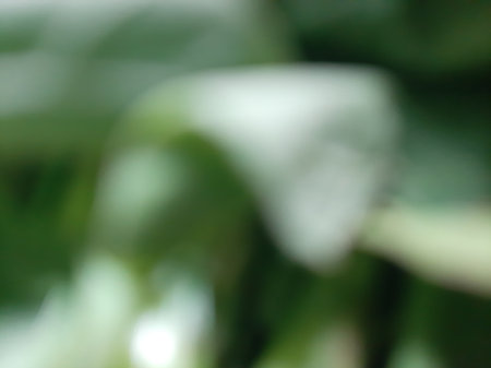 Blurred or defocused abstract green leaves backgroundの写真素材
