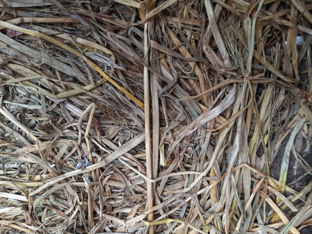 Top view hay or dried rice stalks or straw background textureの写真素材