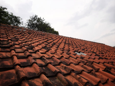 Tree behind dirty terra cotta rooftop tiles covered with black mosses on a gloomy day.の写真素材