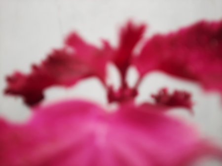 Defocused abstract pink leaves floral and branch with grey background.の写真素材