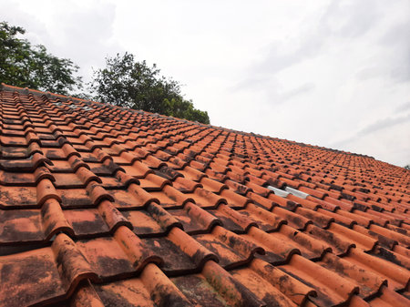 Tree behind dirty terra cotta rooftop tiles covered with black mosses on a gloomy day.の写真素材