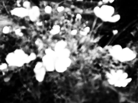 Monochrome black and white Buttercups silhouette in the garden.の写真素材