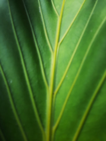 Blurry abstract green leaf vein texture background full close up.の写真素材