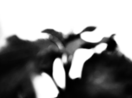 Blurred abstract flower silhouette black and white.