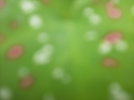 Blurry abstract green caladium bicolor leaf with white and pink dot full close up.
