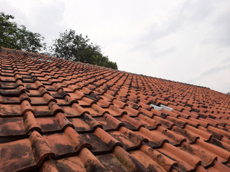 Tree behind dirty terra cotta rooftop tiles covered with black mosses on a gloomy day.の写真素材