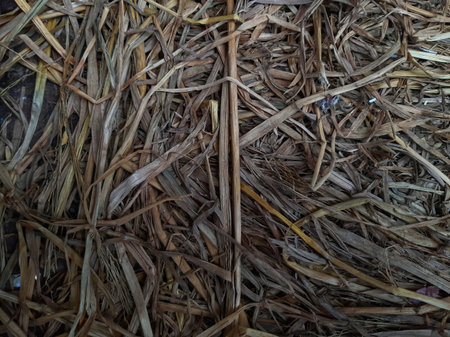 Top view hay or dried rice stalks or straw background textureの写真素材