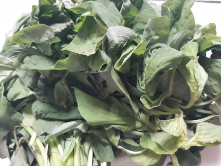 Defocused faded spinach green leaves abstract texture backgroundの写真素材