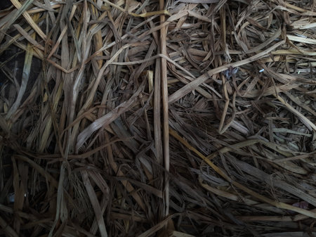 Top view hay or dried rice stalks or straw background textureの写真素材