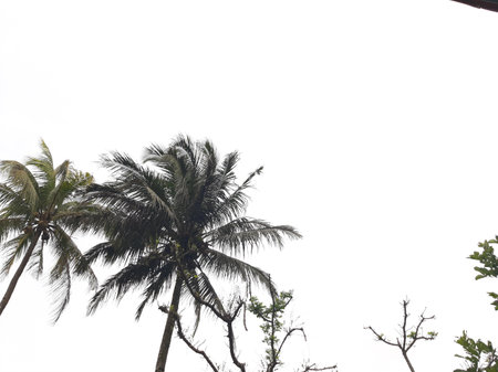 White cloudy and overcast sky with some treesの写真素材