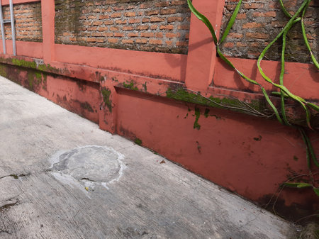 Old brick and red color paint or brick color wall with mosses cactus and cement floorの写真素材