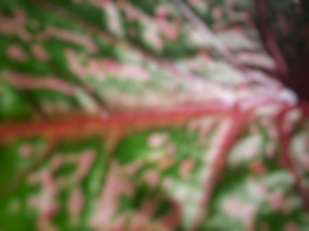 Blurred or unfocused or defocused Caladium bicolor or Fancy Leaf Caladium or Artist's pallet or...