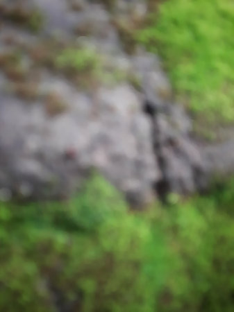 Abstract defocused mosses on the rock texture backgroundの写真素材