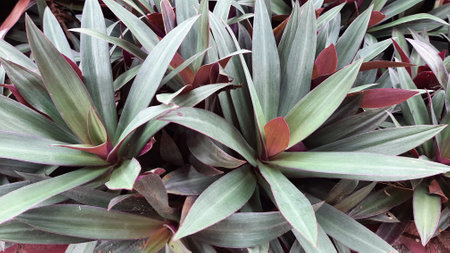 Moses in the Cradle or Tradescantia spathacea or boat lily, Moses in a basket or Moses-in-the-bulrushes or oyster plant on a sunny dayの写真素材