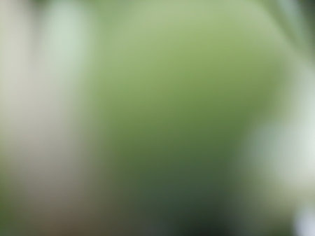 Blurred or defocused abstract green leaves backgroundの写真素材