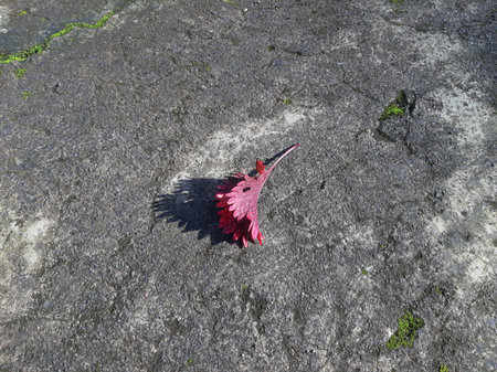 Single or one Purple fall leaf on cement texture with strong sunlightの写真素材