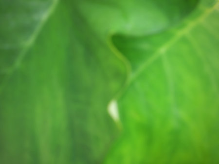 Green Taro or Colocasia esculenta L. leaf pattern textureの写真素材