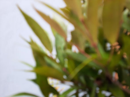 Defocused growing green yellow and pink leaves with white backgroundの写真素材