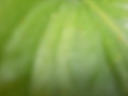 Blurry green abstract leaf vein spiral texture background full close up.の写真素材