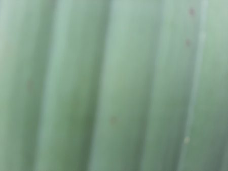 Green blurred or unfocused or defocused banana leaf texture wave patternの写真素材