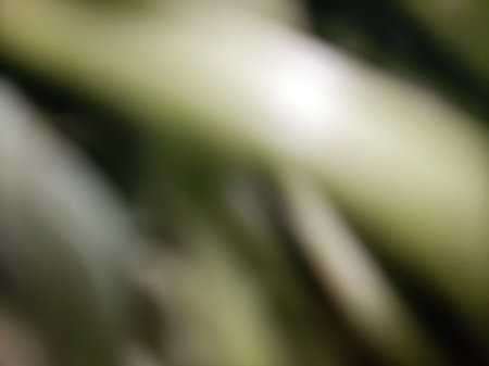 Blurred or defocused abstract green leaves backgroundの写真素材