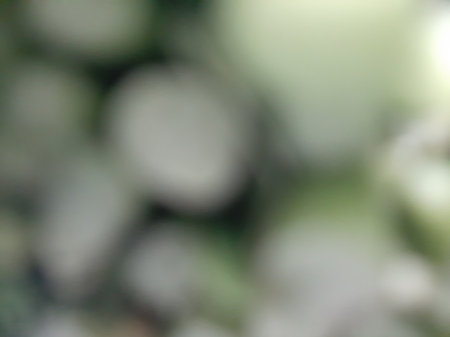 Blurred or defocused abstract green leaves backgroundの写真素材