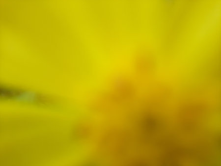 Blurry abstract yellow buttercup flower full close up.の写真素材
