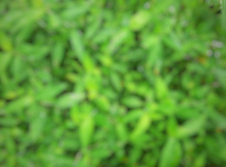 Blurred or unfocused or defocused Tropical green grass or leaves textureの写真素材