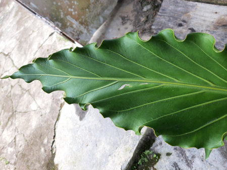 Grey cement floor under green curly leaf with stipe vein.の写真素材