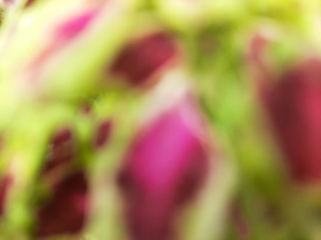 Blurred abstract Coleus blumei or Solenostemon cultivar or Crimson Gold texture. Defocused dark red or maroon or red velvety leaves with bright yellow.の写真素材